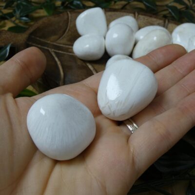 SCOLECITE BURATTATA QUALITA AA 0