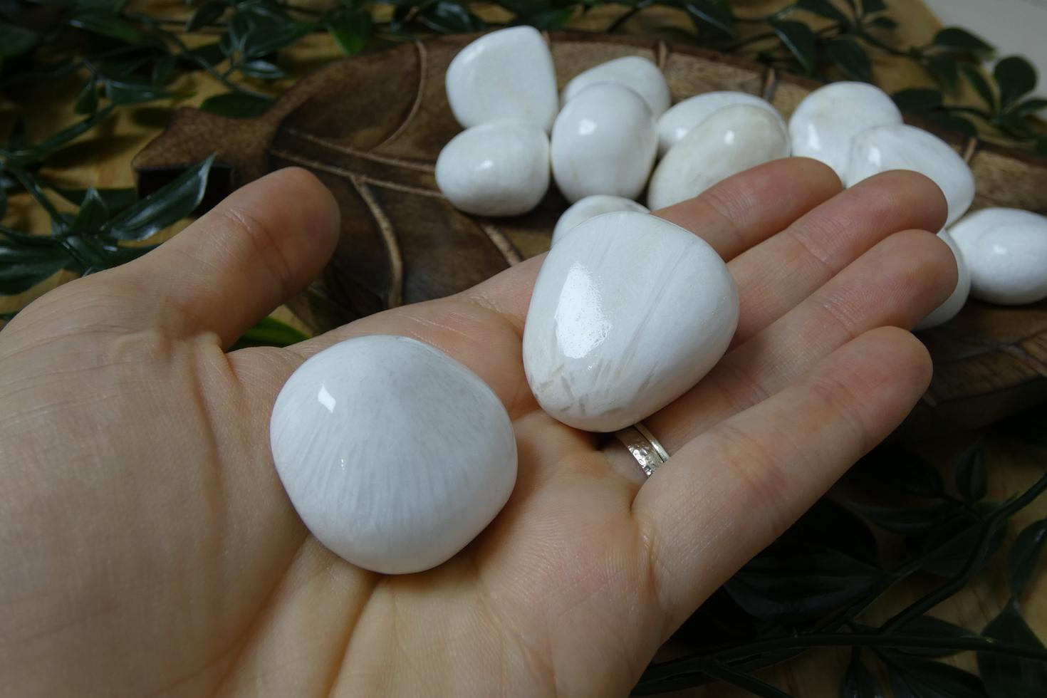 SCOLECITE BURATTATA QUALITA AA 0