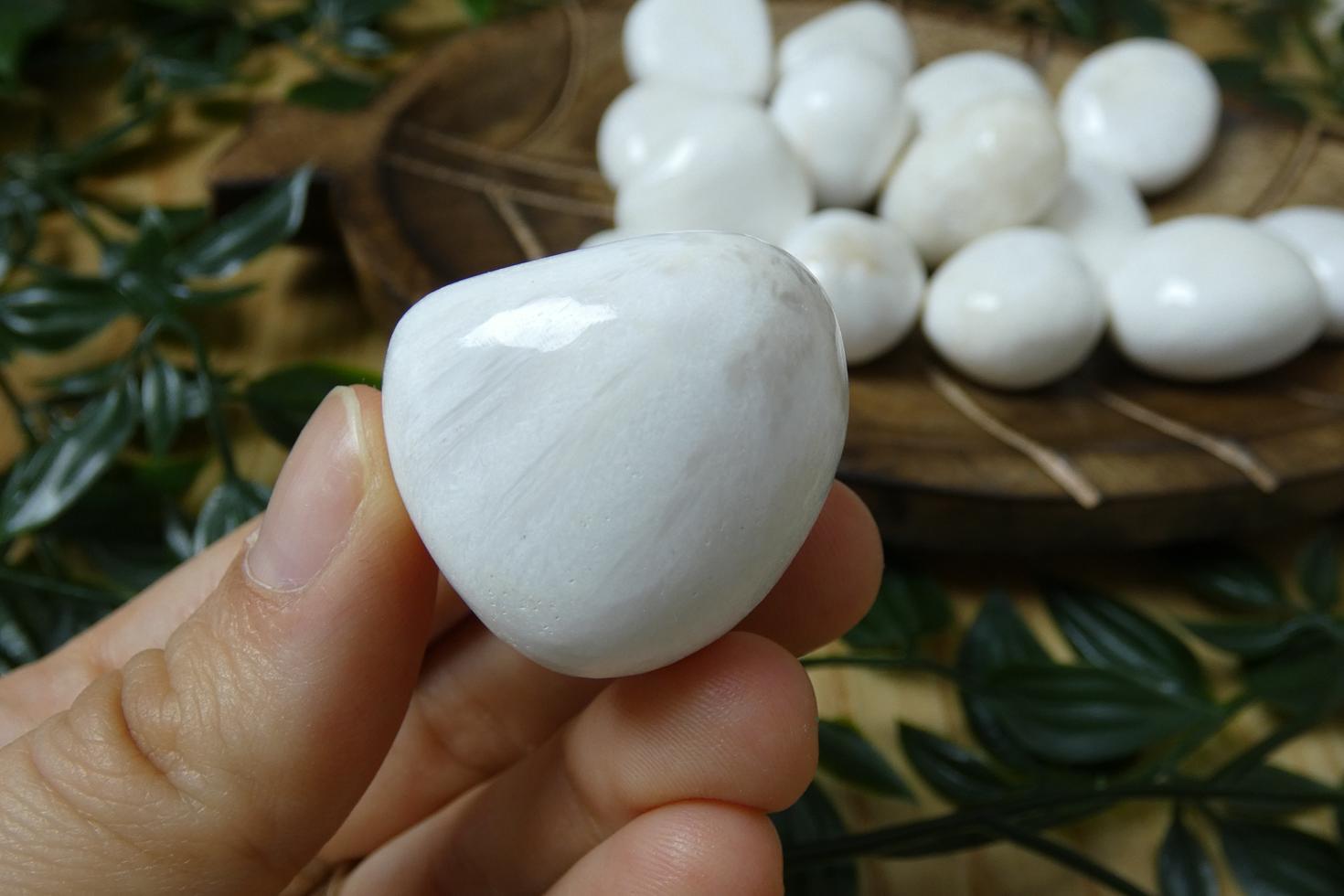 SCOLECITE BURATTATA QUALITA AA 1