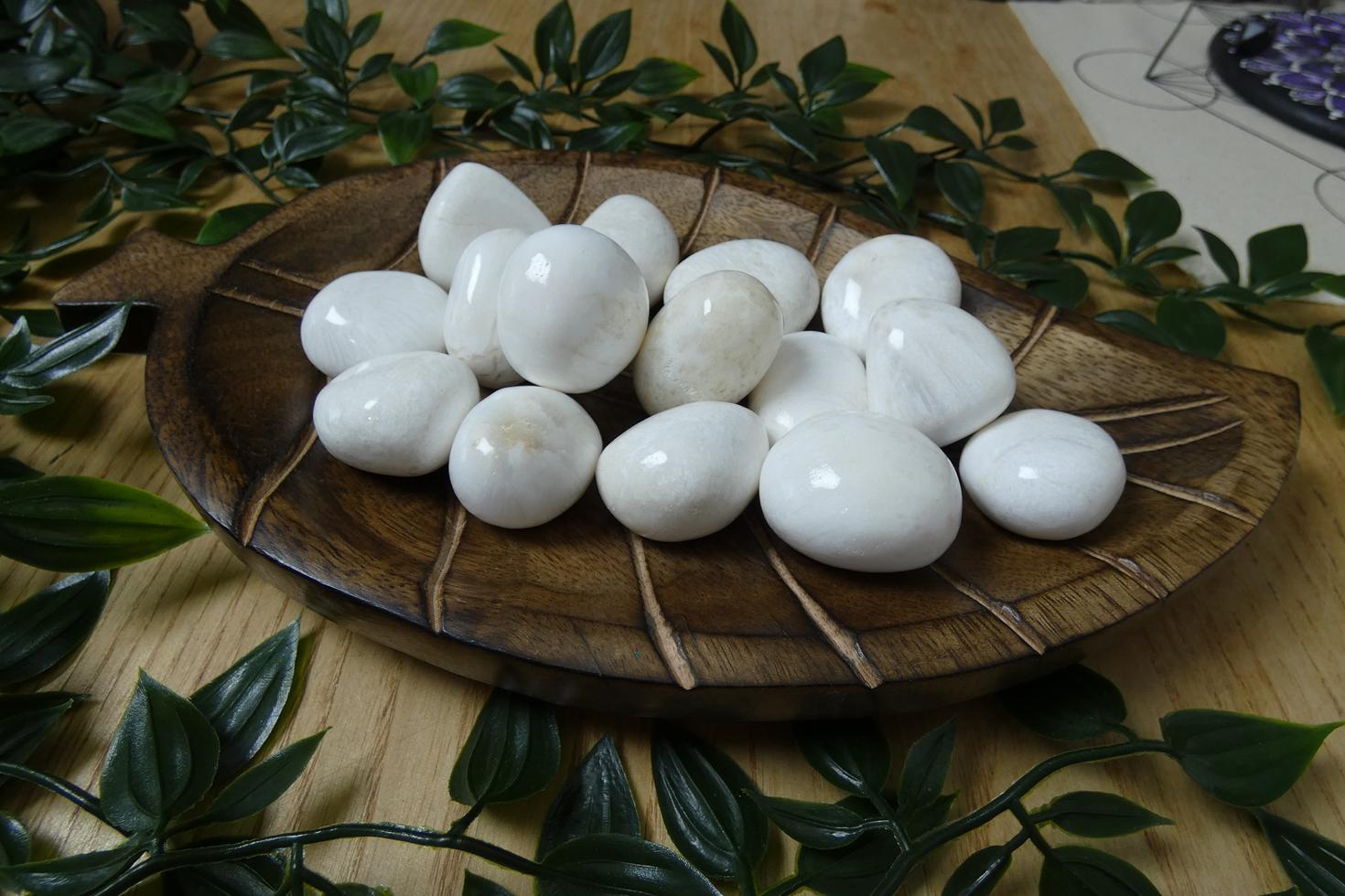 SCOLECITE BURATTATA QUALITA AA